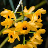 Yellow Bearded Orchids