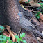 Zebra Dove or Barrec ground Dove or Javanese striated Ground Dove
