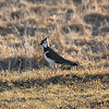 The Northern Lapwing