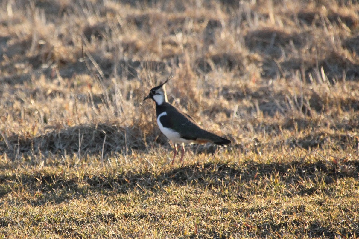 The Northern Lapwing