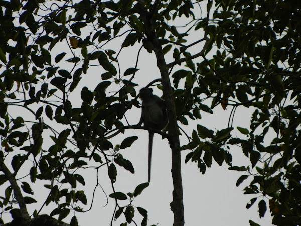 Silver leaf monkey | Project Noah