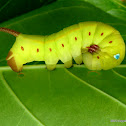 Hawk Moth Caterpillar