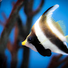 Pennant Bannerfish