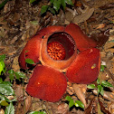 Rafflesia - Buah poot