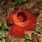 Rafflesia - Buah poot
