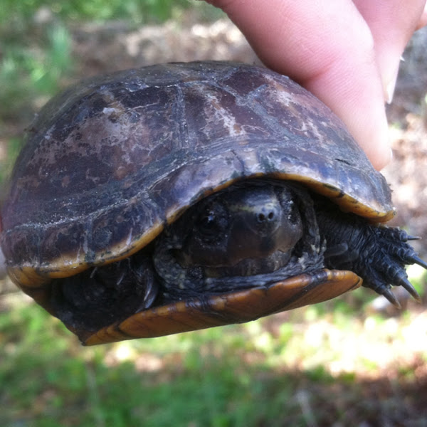 Three-striped Mud Turtle | Project Noah