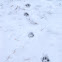 Timber (Gray) Wolf Tracks