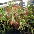 Samambaia chifre-de-veado (Elkhorn fern)