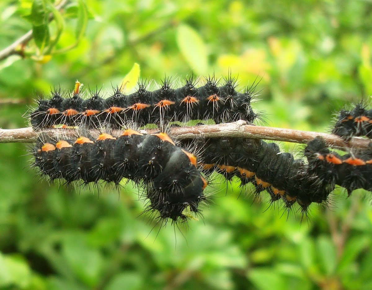 Small Emperor Moth Caterpillar / Malo noćno paunče (gusjenica)