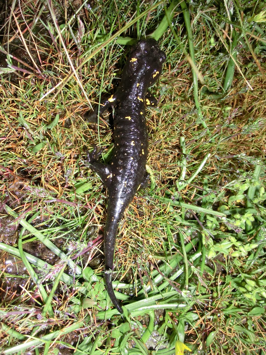 Salamander /Salamandra común