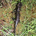 Salamander /Salamandra común