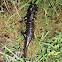 Salamander /Salamandra común