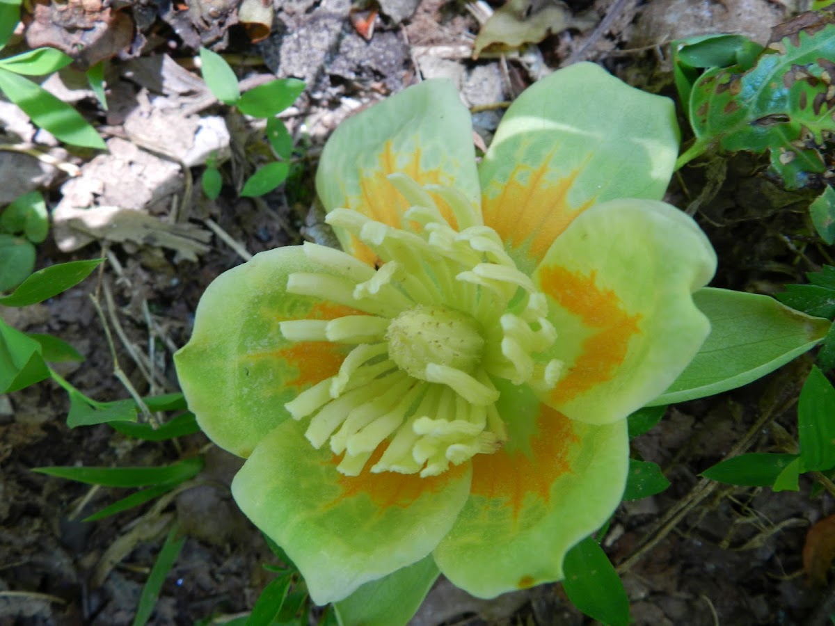 Yellow Poplar Flower