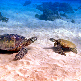 Honu, communication  by Tatiana Gonnason - Animals Sea Creatures
