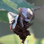 Leaf Case Moth or Leaf Bagworm