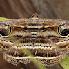 Rusty-eye Moth