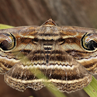 Rusty-eye Moth