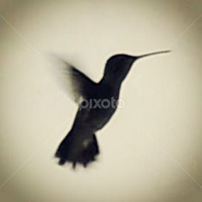 Huming bird by Alannah Melton - Uncategorized All Uncategorized