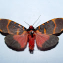Erebidae