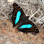 Turquoise Emperor (male)