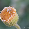 Crab Spider (male)