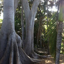 Moreno Bay Fig Tree