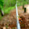 Ants on a wire