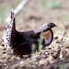 Sooty Grouse