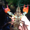 Crayfish