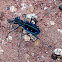 Tiger Beetle 15 mm