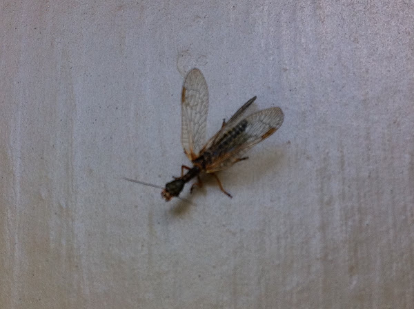 Snakeflies | Project Noah