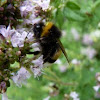 Large earth-bumblebee