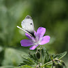 Wood cranesbill