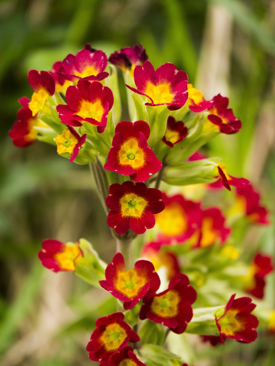 Red cowslip