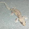 Yellow-headed Gecko (Female)