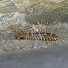 Long-legged Centipede