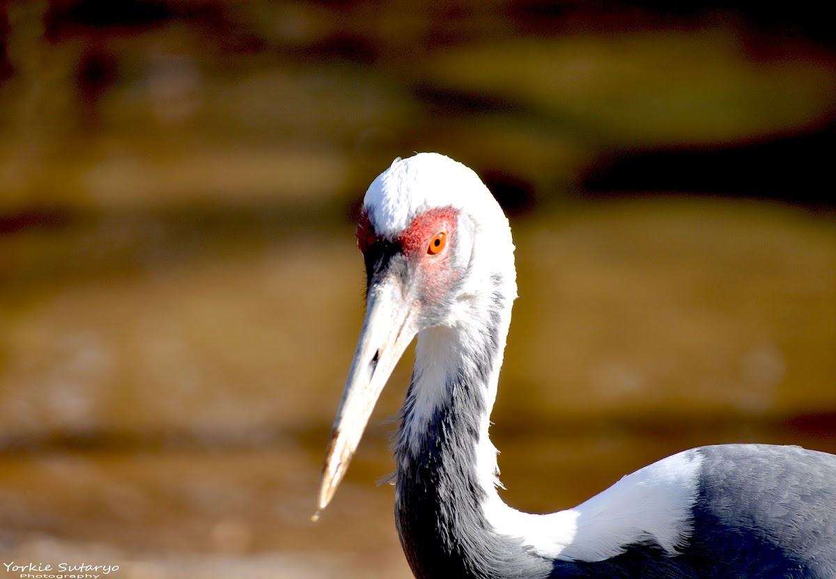 White-naped Crane