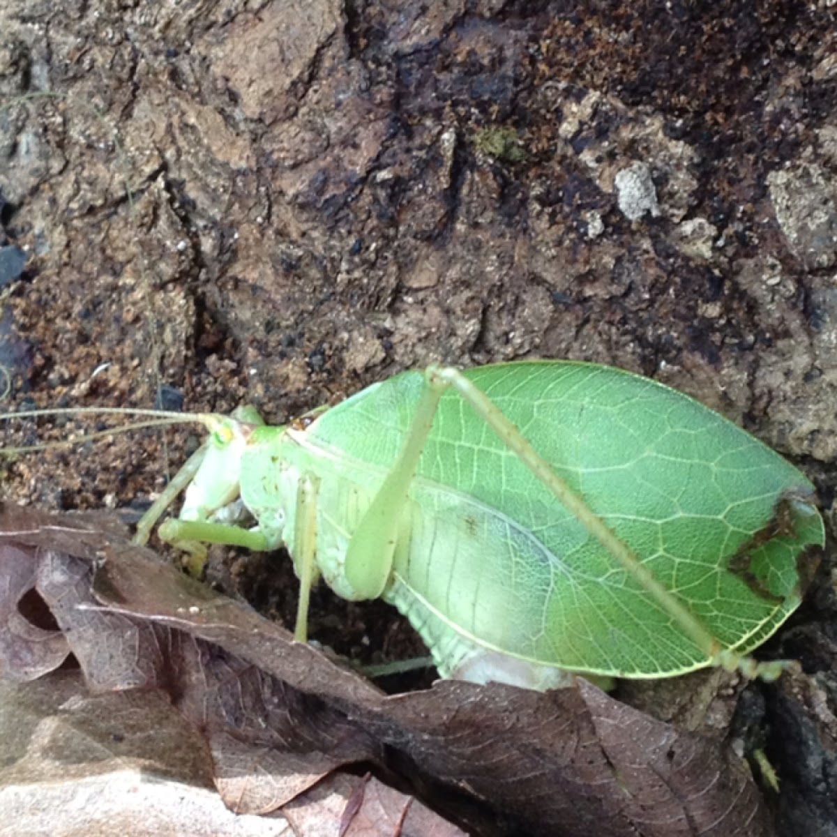 Katydid