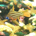 Orchre-striped Cardinalfish