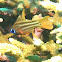 Orchre-striped Cardinalfish