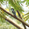 Blue Throated Bee Eater (Juvenile)