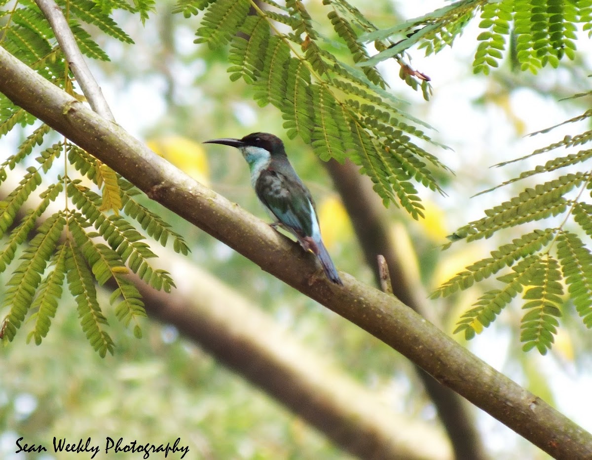 Blue Throated Bee Eater (Juvenile)