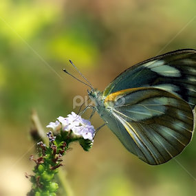 by Didik Baen - Animals Insects & Spiders