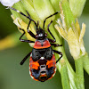 Harlequin Bug (Nymph)