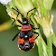 Harlequin Bug (Nymph)
