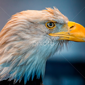 Eagle With an Attitude by Bill Tiepelman - Animals Birds