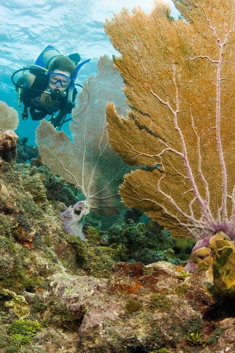 Scuba diving off Key Largo, Florida.