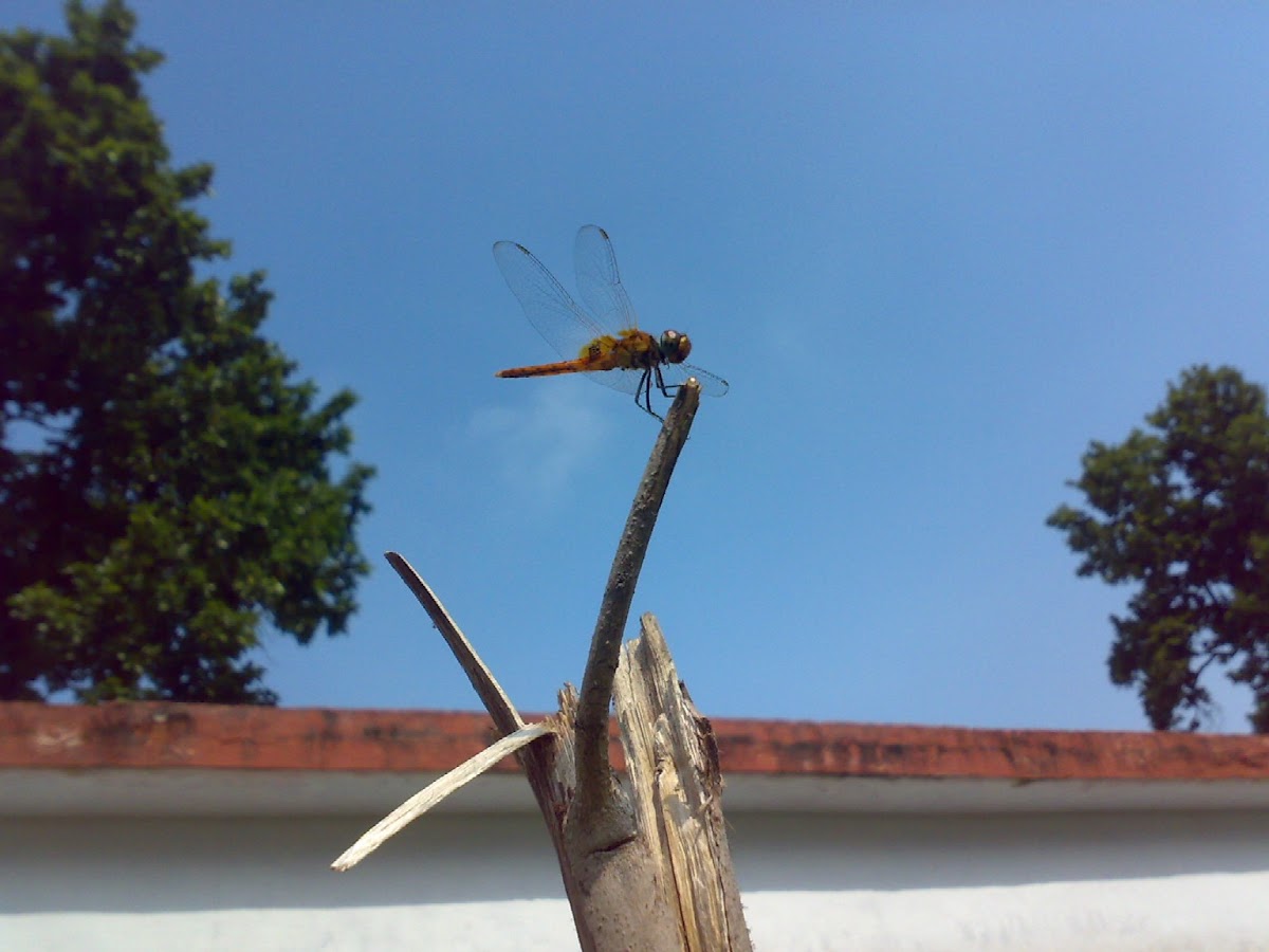 An unknown Dragonfly ( एक अज्ञात भँवीरी )