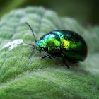 Golden Leaf Beetle