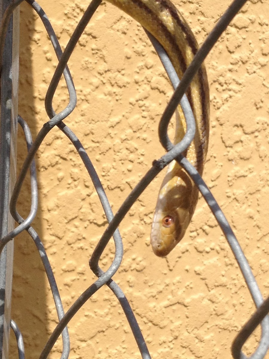 Yellow Rat Snake